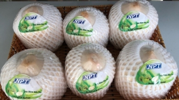 Xuất khẩu dừa hướng mốc 1 tỷ USD