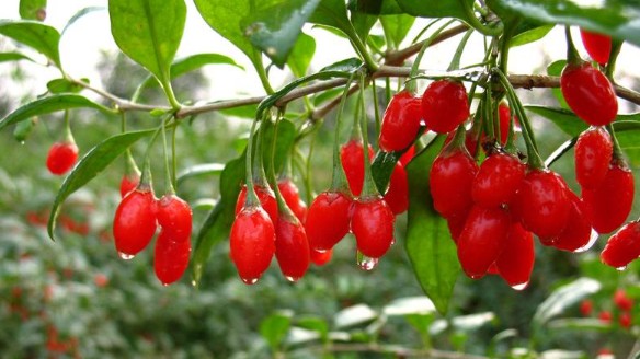 Loại quả “nhỏ nhưng có võ”, được mệnh danh là “thần dược” của quý ông, phái mạnh ở quốc gia này dùng nhiều