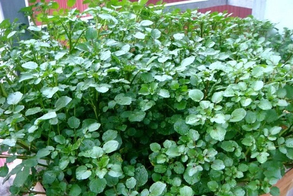 Những loại rau tốt nhất nên ăn trong mọi bữa, có loại người Việt coi bẩn nhất nhưng người Mỹ lại ca ngợi hết lời