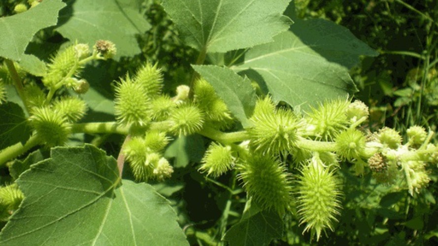 Loại quả mọc dại ở Việt Nam được ví như kho báu ngầm có giá đắt "không tưởng"