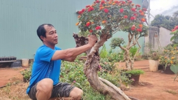 Tuyệt chiêu biến cỏ thường, cây dại thành siêu phẩm bonsai ngũ sắc lãi trăm triệu mỗi năm