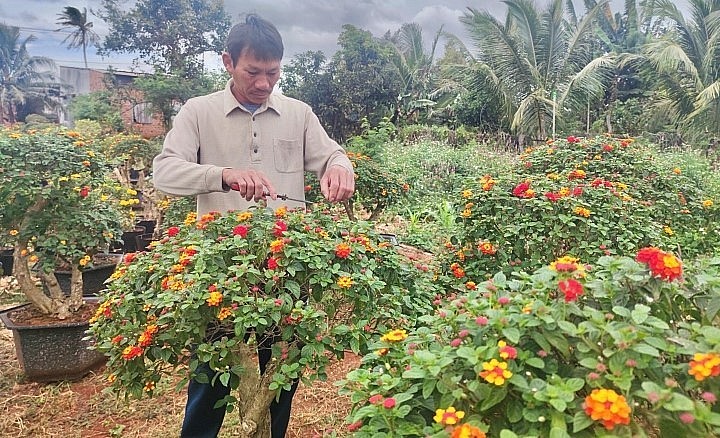 Chỉ tính riêng năm 2022 vừa qua gia đình ông Cường đã thu về hơn 400 triệu đồng từ bonsai hoa ngũ sắc.