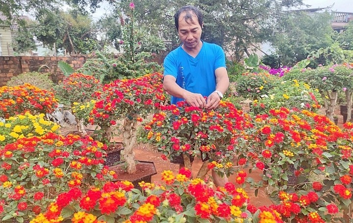 Đây đều là những gốc ngũ sắc tuổi đời vài chục năm nên có dáng vẻ sần sùi, nhiều hình thù. Từ những gốc ngũ sắc này, ông Tuấn khéo léo ghép các màu hoa.