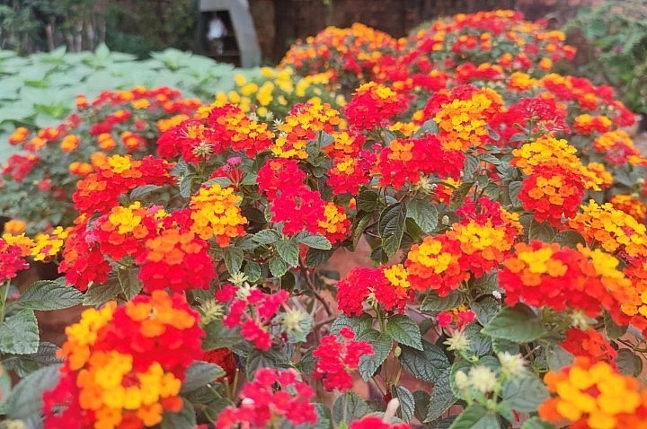 Mỗi năm, ông Tuấn bán khoảng 600 cây và lãi thu về khoảng 200-300 triệu đồng. Năm nay số lượng bán ra nhiều hơn vì thương lái đến tận nhà vườn để đặt hàng và chở đi bán khắp các tỉnh, thành trong cả nước.