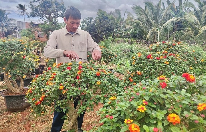 Những gốc bonsai hoa ngũ sắc rất đa dạng trong đó nhiều cây giá từ 7 - 10 triệu đồng.
