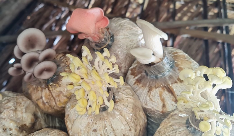 Mỗi ngày, trang trại cung cấp hàng chục cân nấm cho khắp các tỉnh, thành cả nước. 