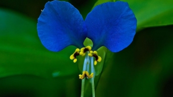 Cây dại mọc tua tủa sau mưa, trước cho lợn ăn nay vừa là đặc sản ngon, vừa là vị thuốc quý