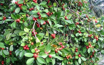 Giống ổi quả đỏ lịm ra chi chít khắp cây đang gây sốt có giá trị thế nào?