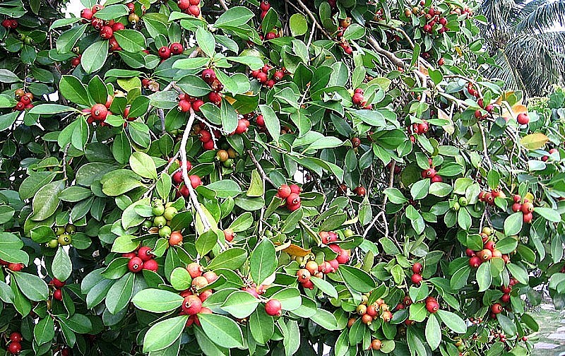 Giống ổi sim tím Nhật Bản rất đẹp mắt và có công dụng tốt đối với sức khỏe.