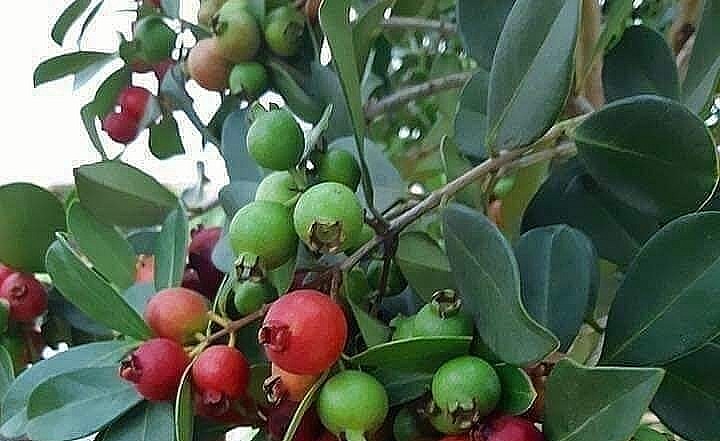 Ổi sim Nhật Bản có thể ăn tươi hoặc ngâm rượu.