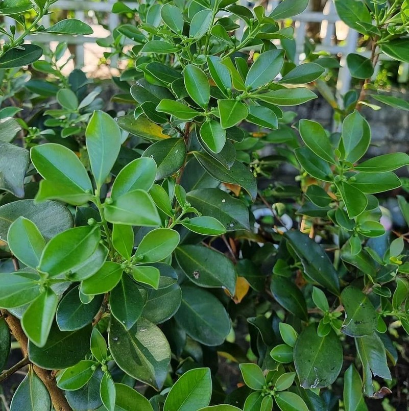 Ổi sim tím Nhật Bản dễ trồng và không đòi hỏi chăm sóc cầu kỳ.