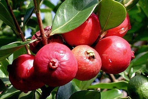 Trái ổi sim tím Nhật Bản khi chín chuyển sang màu đỏ.