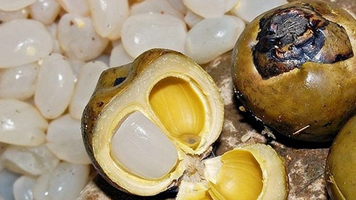 Quả đác nhìn giống quả dừa nhưng nhỏ hơn Quả đác nhìn giống quả dừa nhưng nhỏ hơn