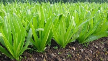 Loại rau giàu canxi hơn canh xương, ăn vào bổ ngang bổ dọc, tưởng khó trồng nhưng thực ra rất dễ