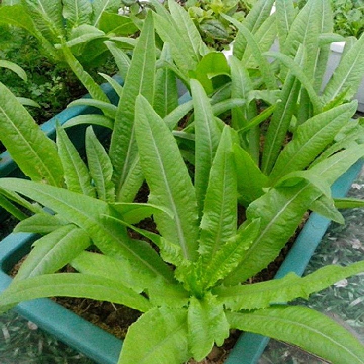 Rau diếp thơm là loại cây thuộc họ xà lách