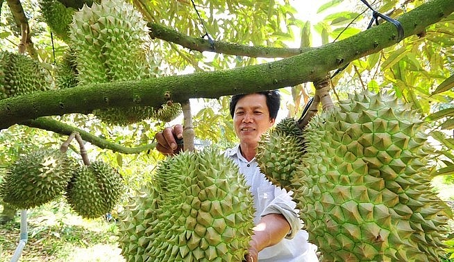 Những trái sầu riêng đầu tiên cho thu hoạch.