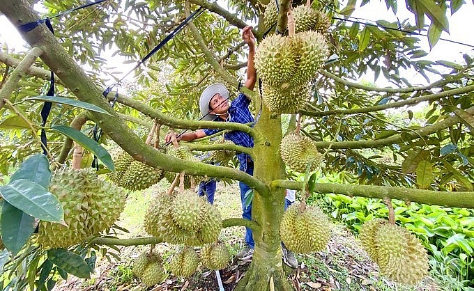 Đây là vụ thu hoạch trái đầu tiên, mỗi cây sầu riêng cho 