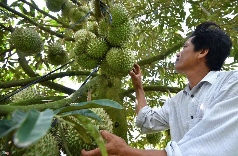 Ước tính vụ sầu riêng này gia đình anh Dũng thu lợi nhuận khoảng 1 tỷ đồng.