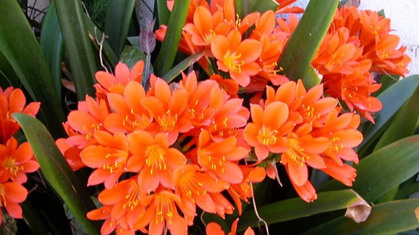 3 loại hoa "háu ăn" rất dễ "đói" vào mùa xuân, bón phân một lần hoa nở nở bung rực rỡ