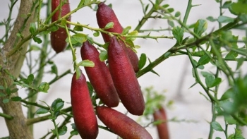 Loại chanh đặc biệt múi như trứng cá hồi, ruột mọng với 24 màu sắc, giá cực đắt