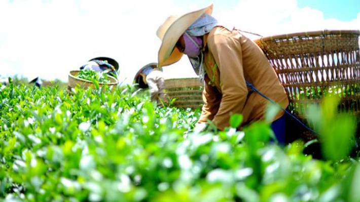 Xuất khẩu chè tháng 1/2023 giảm mạnh