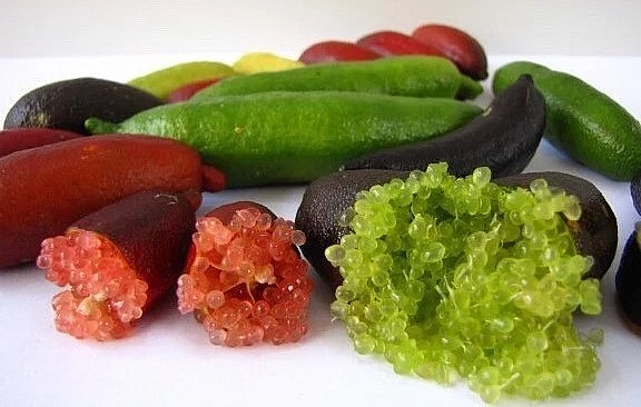 Chanh ngón tay có múi như trứng cá hồi và có nhiều màu sắc. Chanh ngón tay có múi như trứng cá hồi và có nhiều màu sắc.