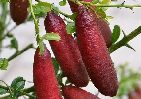 Sau 12 tháng chăm sóc cây sẽ cho trái, từ 5 năm trở đi mỗi cây có thể cho 20kg trái/năm. Sau 12 tháng chăm sóc cây sẽ cho trái, từ 5 năm trở đi mỗi cây có thể cho 20kg trái/năm.