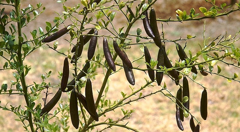 Cây chanh ngón tay có thể trồng bằng phương pháp ươm hạt hoặc chiết cành. Cây chanh ngón tay có thể trồng bằng phương pháp ươm hạt hoặc chiết cành.