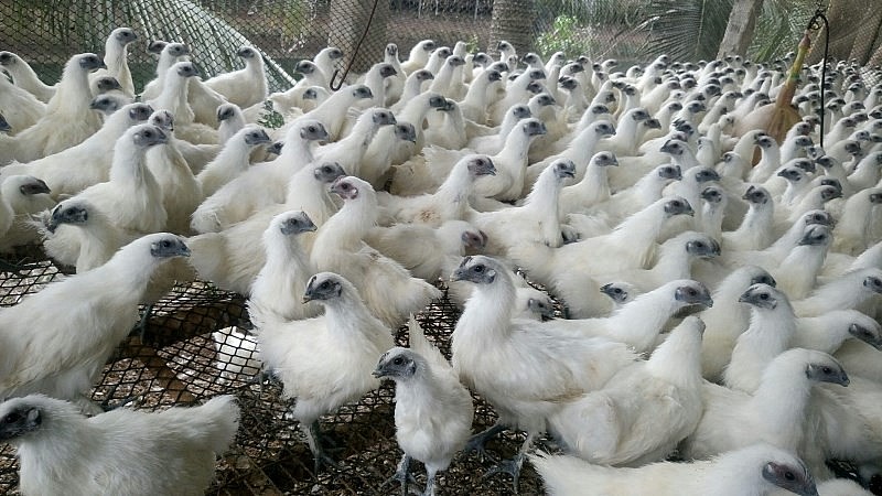 Gà ác toàn thân đen sì