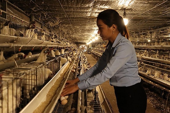 Chị Phạm Thị Nhân đã quyết định rời phố về quê khởi nghiệp với mô hình nuôi gà ác