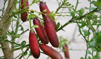 Loại chanh đặc biệt múi như trứng cá hồi, ruột mọng với 24 màu sắc, giá cực đắt