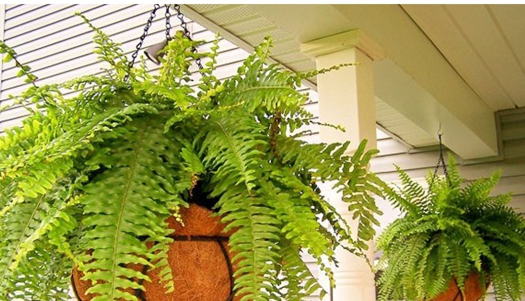 Tổng hợp top cây cảnh được nhiều người "săn lùng" trồng ở ban công