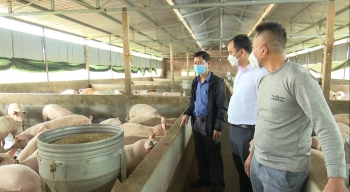 Giá heo hơi hôm nay (28/2) đồng loạt giảm từ 1.000 - 2.000 đồng/kg, lo ngại tình trạng rao bán trại