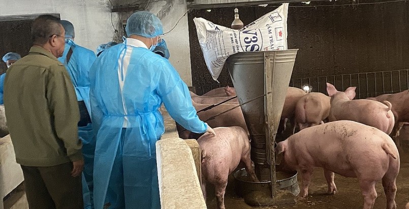 Giá heo hơi hôm nay (28/2) giảm sâu khiến người chăn nuôi gặp khó khăn vì thua lỗ kéo dài.