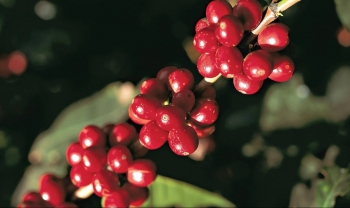 Giá nông sản hôm nay (28/2): Cà phê giảm đồng loạt, hồ tiêu chờ cơ hội bứt phá