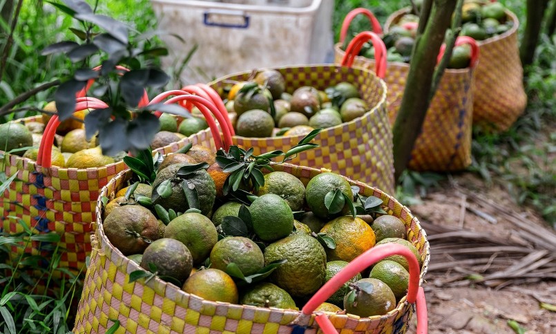 Thời gian qua, giá cam sành tại Vĩnh Long giảm mạnh khiến người trồng cam thua lỗ. Thời gian qua, giá cam sành tại Vĩnh Long giảm mạnh khiến người trồng cam thua lỗ.