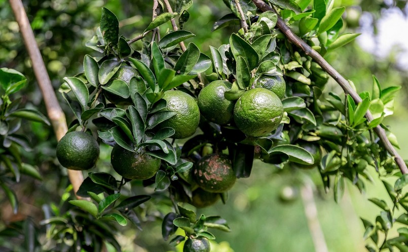 Giá cam tăng mạnh, nhiều hộ bán cả vườn cam non chưa tới kỳ thu hoạch. Giá cam tăng mạnh, nhiều hộ bán cả vườn cam non chưa tới kỳ thu hoạch.