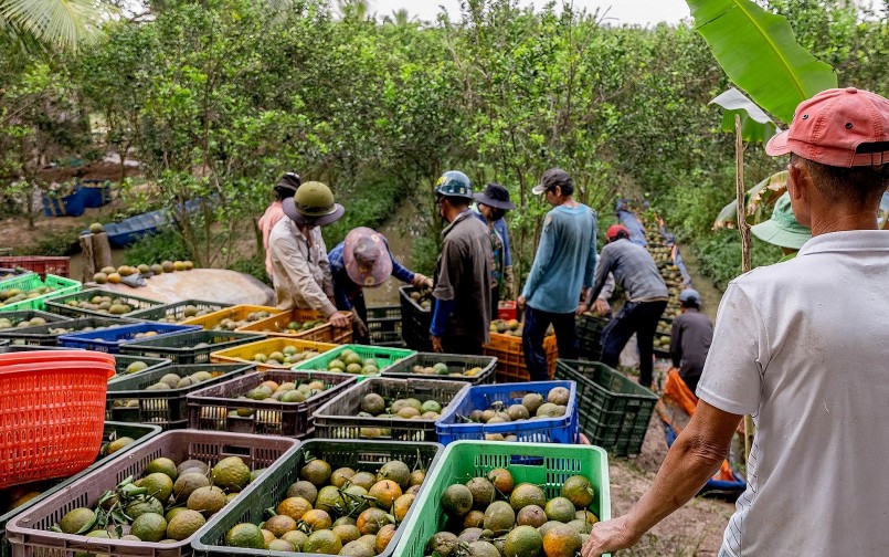 Nhà vườn kỳ vọng giá cam sẽ tăng cao và duy trì trên 10.000 đồng/kg để nhà vườn bù đắp chi phí đầu tư. Nhà vườn kỳ vọng giá cam sẽ tăng cao và duy trì trên 10.000 đồng/kg để nhà vườn bù đắp chi phí đầu tư.