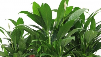 Cây Ý lan đẹp và ý nghĩa vì sao chuyên gia cảnh báo người trồng?