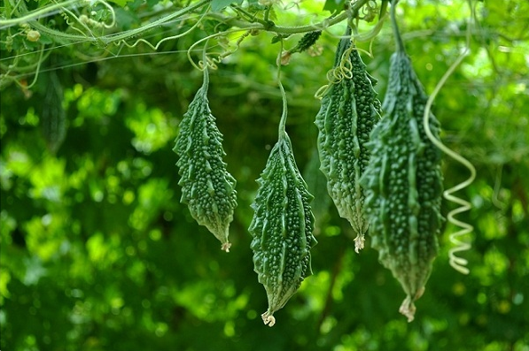 mướp đắng có vị đắng, tính mát