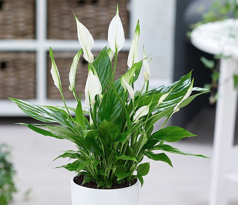 Cây Ý lan tạo cảnh quan đẹp trong phòng. 