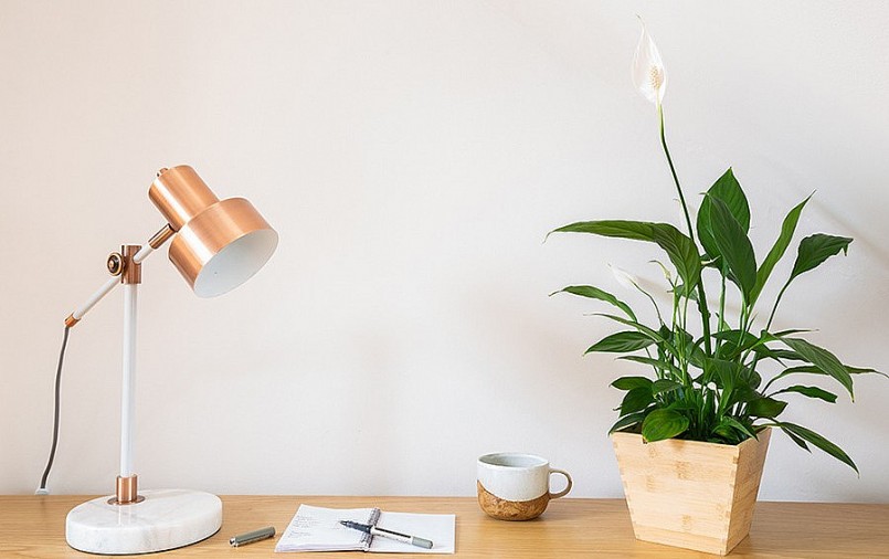 Trên bàn có cây Ý lan vừa đẹp lại ý nghĩa.