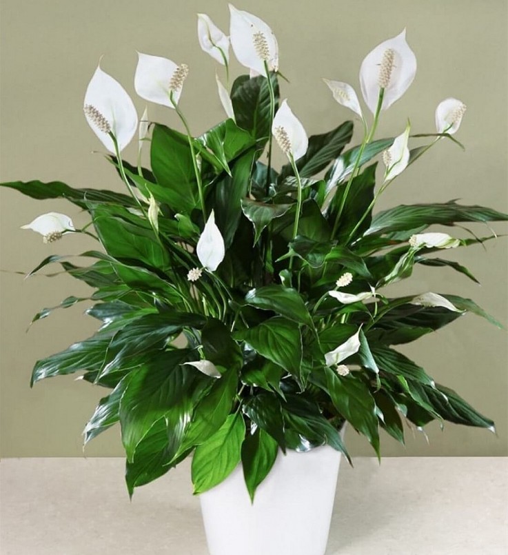 Khi trồng cây Ý lan cần lưu ý một số khuyến cáo để đảm bảo an toàn cho sức khỏe.