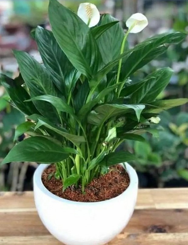 cây Ý lan rất dễ trồng và dễ chăm sóc.