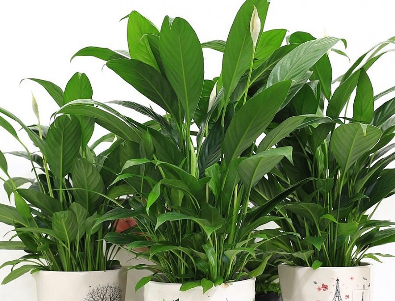 Cây Ý lan được trồng làm cảnh và những lưu ý khi trồng và chăm sóc.