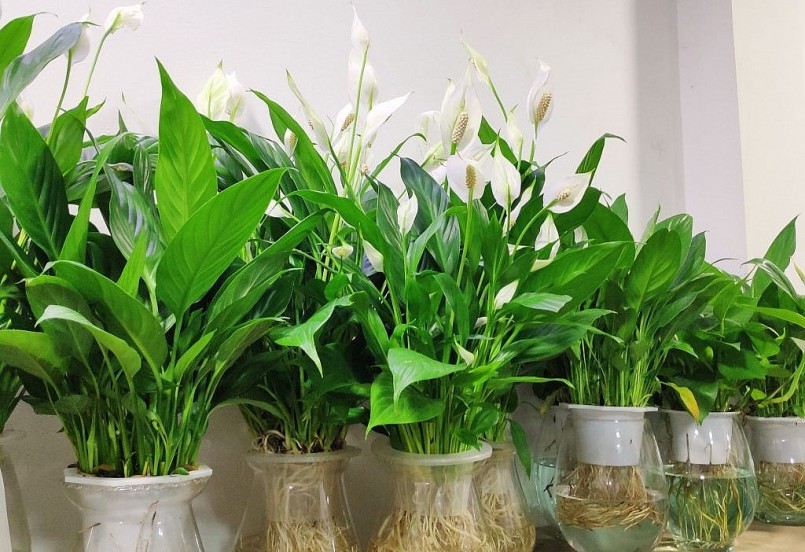 Ngoài cách trồng truyền thống, cây Ý lan cũng rất thích hợp trồng thuỷ sinh. 