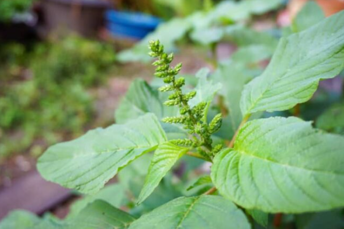 Thứ rau mùa hè bán rẻ bèo ở chợ, được ví là "thần dược trường thọ", đừng dại mà bỏ qua