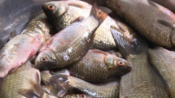 Loại cá chỉ 20 nghìn đồng mua được cả mớ, bị chê lắm xương nhưng giàu dinh dưỡng, ăn vào bổ ngang bổ dọc