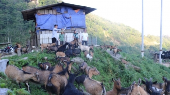 Nuôi con ăn tạp la liệt trên núi, không mất công chăm, bán một con có ngay 5 triệu đồng nhà nông giàu có