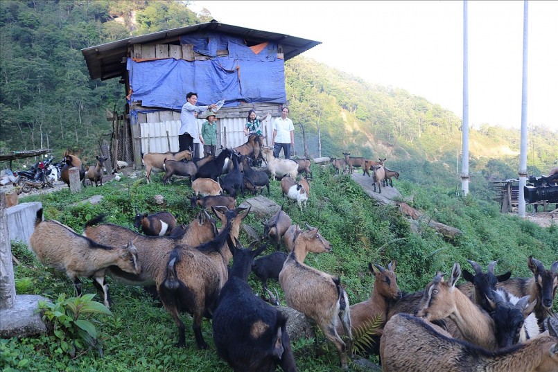 Đàn dê của gia đình anh Chòi Văn Lụa, dân tộc Dao ở xã Hồ Thầu, huyện Hoàng Su Phì (Hà Giang) Đàn dê của gia đình anh Chòi Văn Lụa, dân tộc Dao ở xã Hồ Thầu, huyện Hoàng Su Phì (Hà Giang)